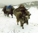 UpperDolpo